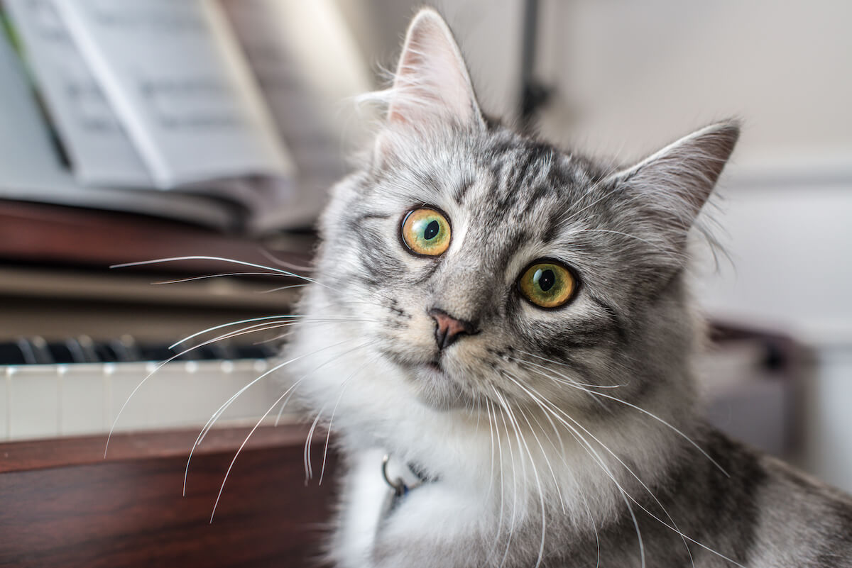 Les chats adorent écouter Chopin et Bach