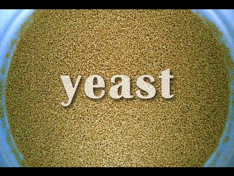 What Is Yeast?