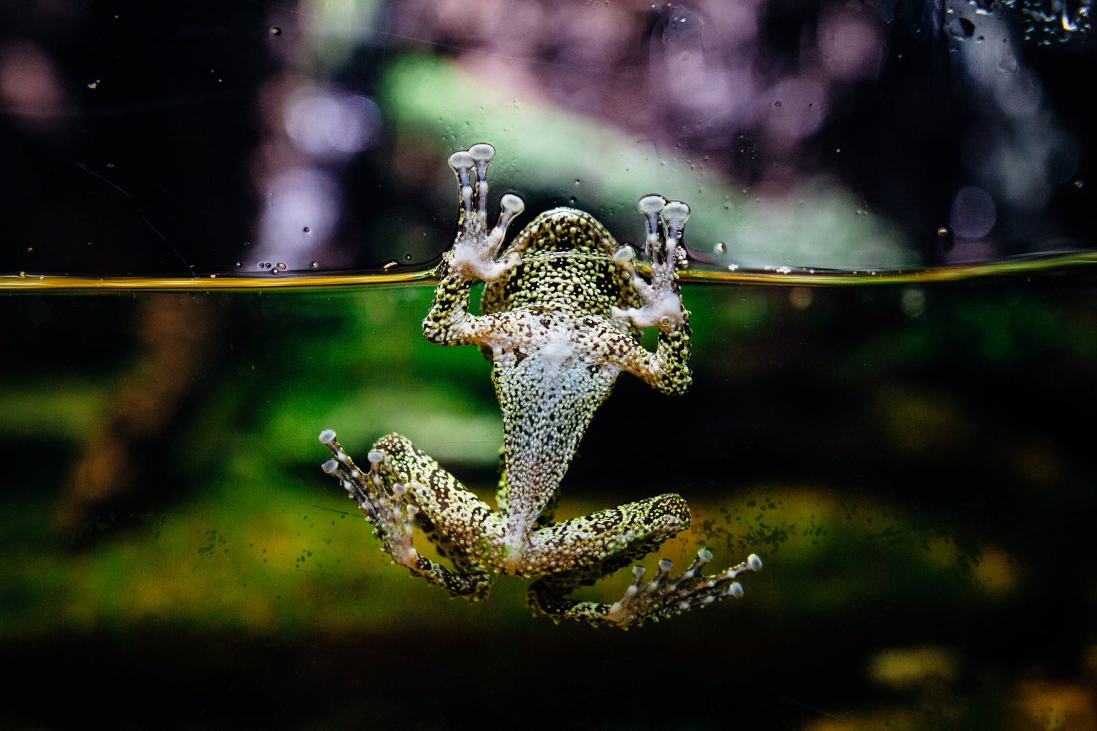 Frog on the glass