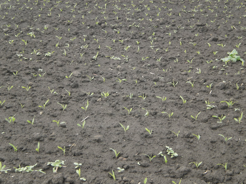 P4240074.JPG