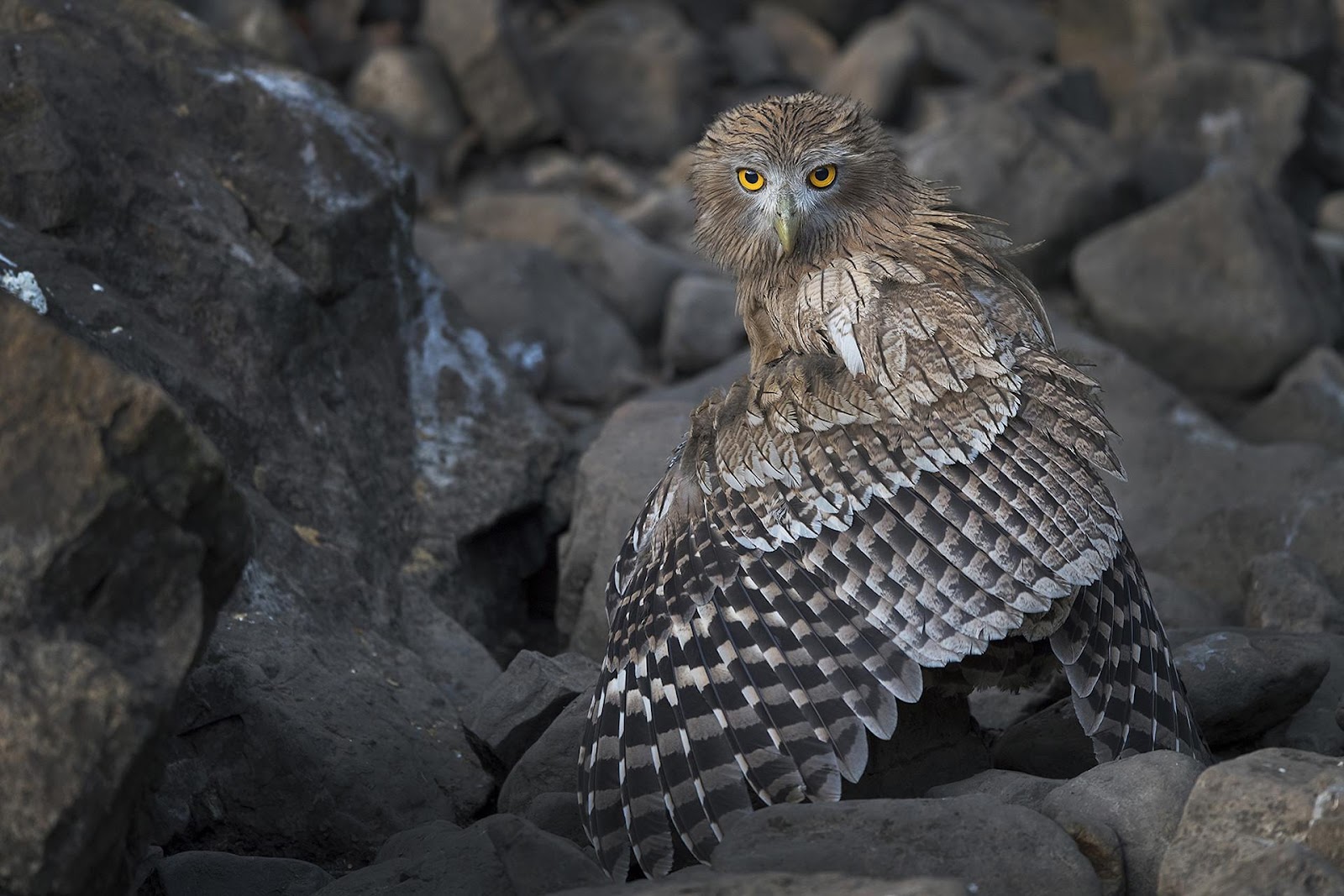 Brown Fish-Owl (Ketupa zeylonensis) | Ranthambhore National Park