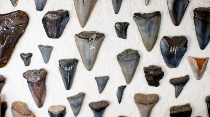 Assortment of Mako shark teeth