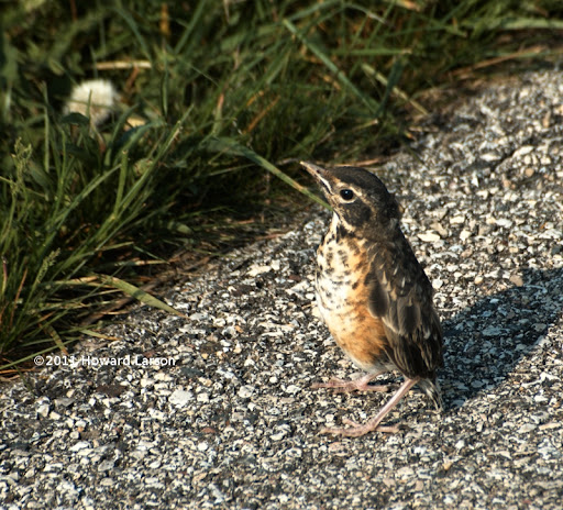_DSC3343a.jpg