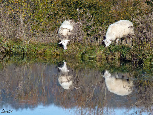 Défi 45 : Les Reflets - Page 2 Reflets%20moutons1060762