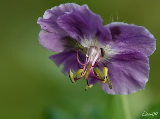 Fleurs des champs G%C3%A9ranium