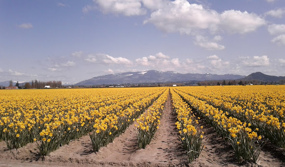 field of daffodils