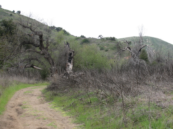 Trail, trees, and low rolling hills.