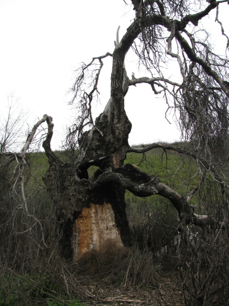 Long dead tree along the road.