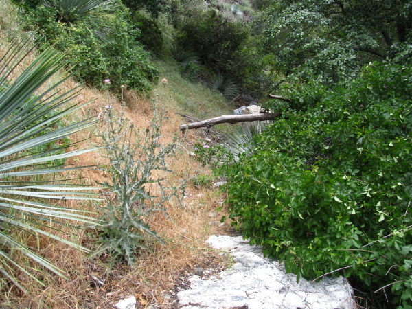 a bit of trail at the start of the gulch