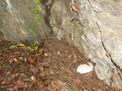 massive mushroom trying to hide in the leaf litter