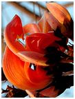 Palash ke Phool