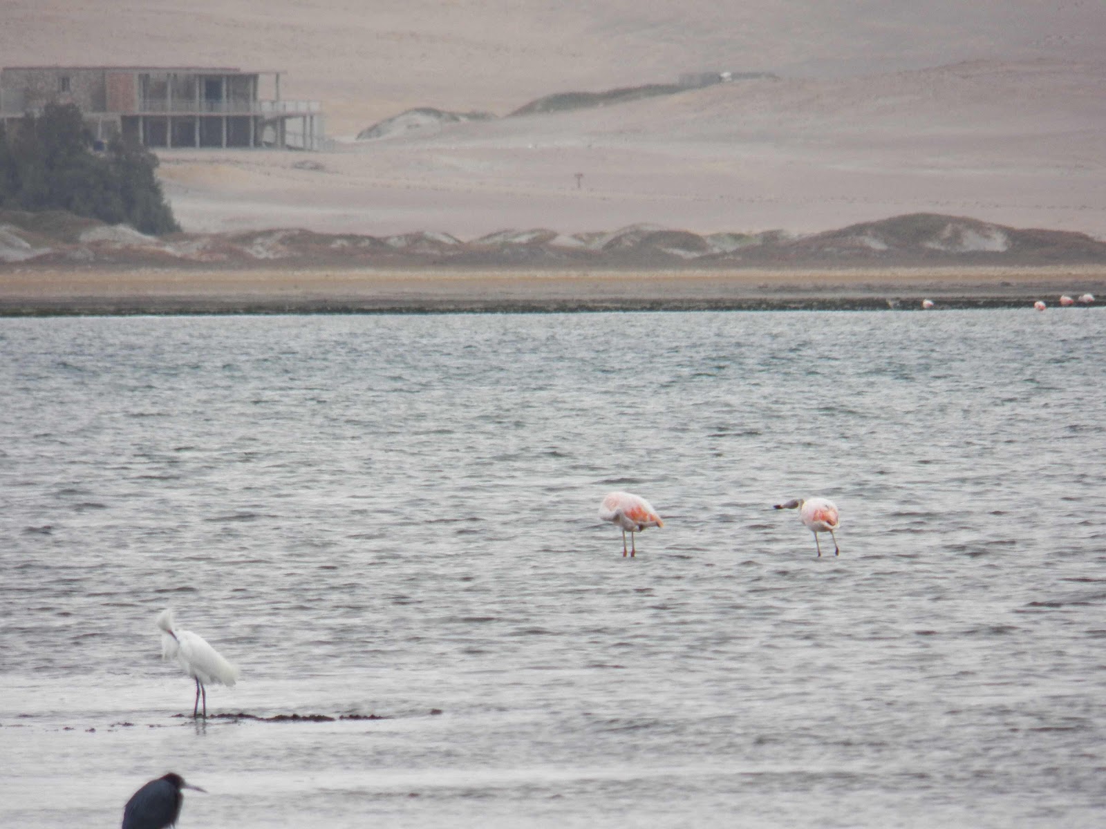 Flamingo’s, Paracas, Peru