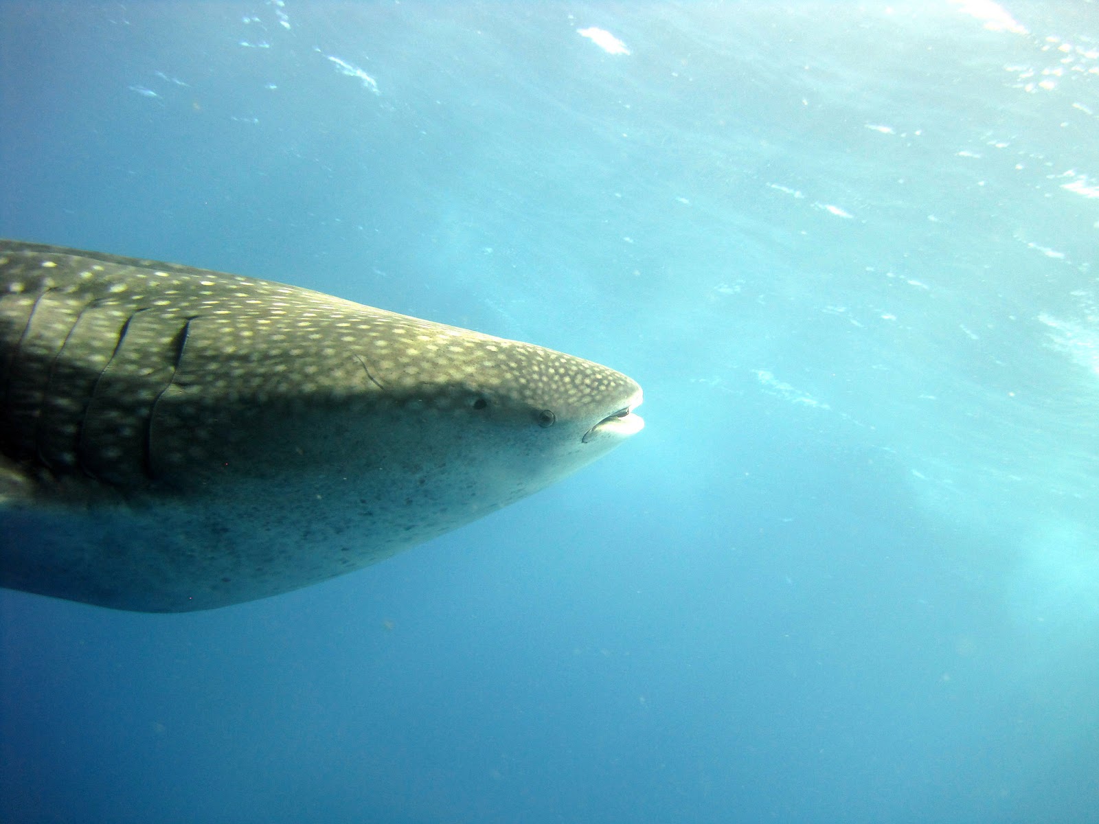 whale shark