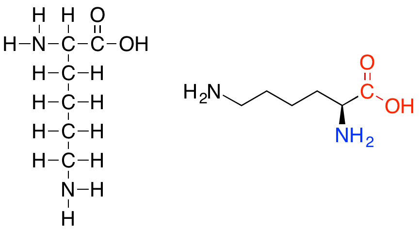 la lysine, schéma développé et topologique