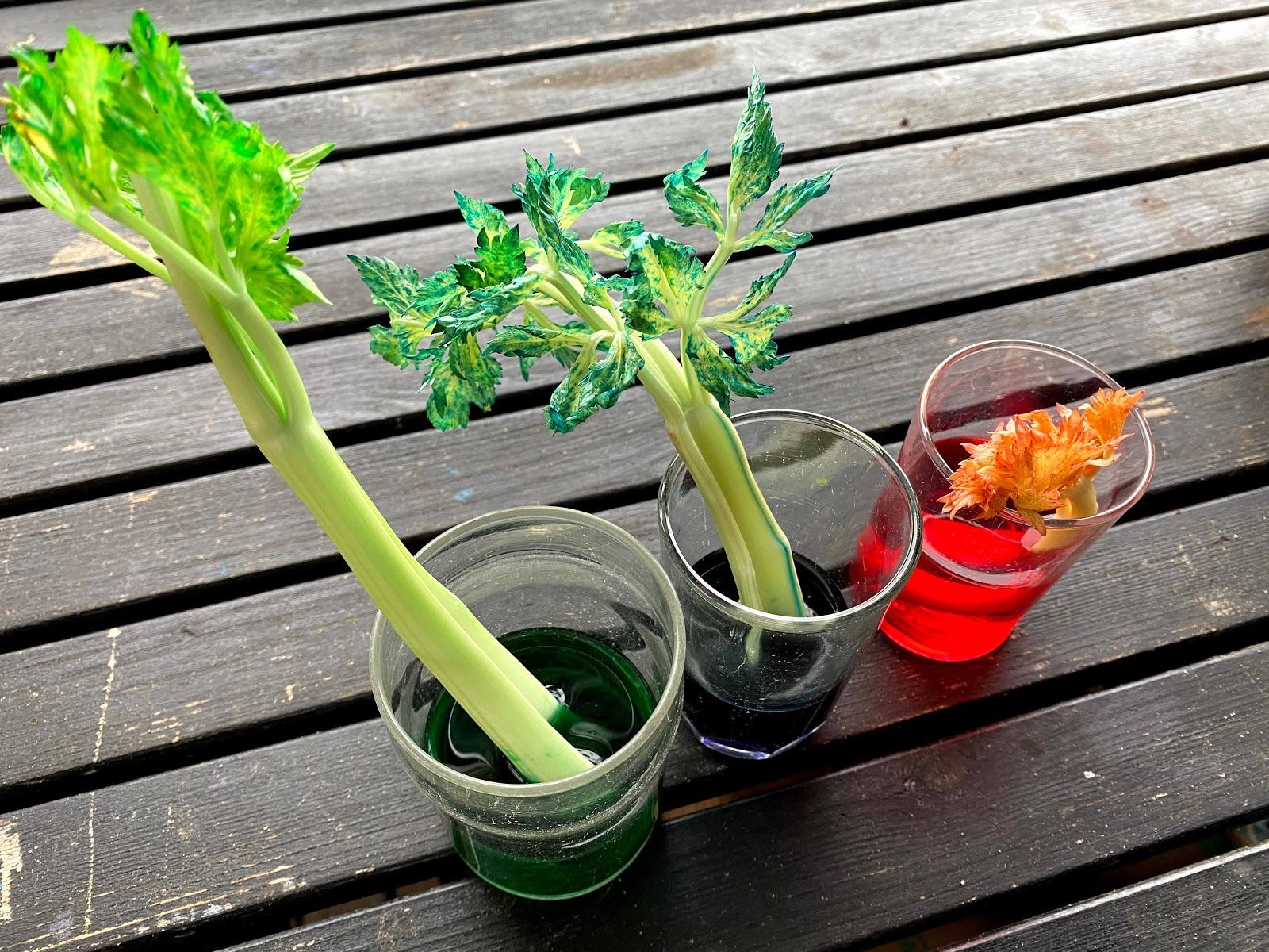 Three glasses with green, blue, and red water dyed with food coloring each containing a stalk of celery.