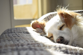 Habits That Will Keep Your Dog Happy & Healthy