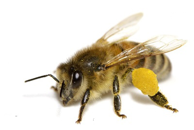ABEILLE