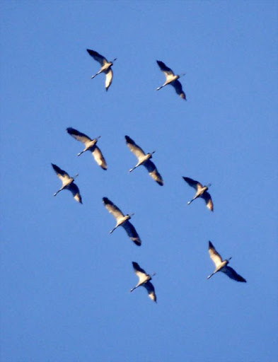 aves2