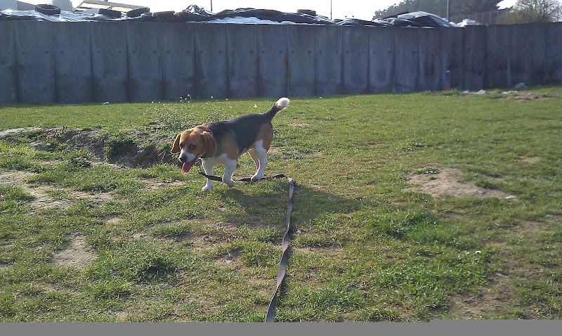 JEFF, beagle mâle 2 ans 1/2,  refuge LPA de LILLE (59) IMAG0076