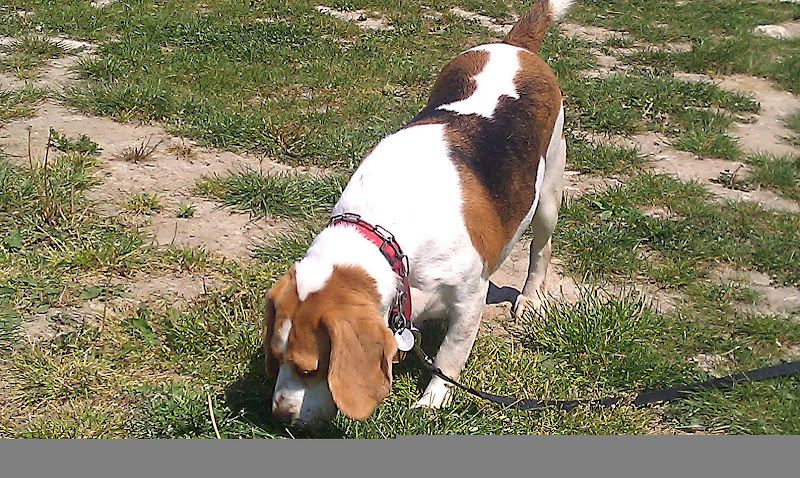 LOLA, beagle femelle 6 ans - LPA Lille (59) IMAG0154