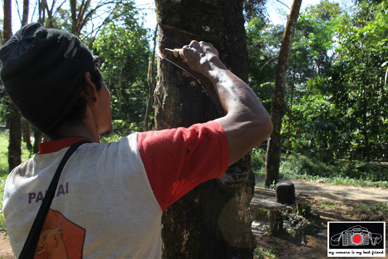 Carving the rubber tree