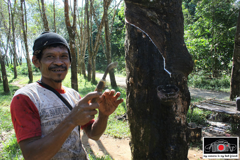 Sunta with the rubber tree