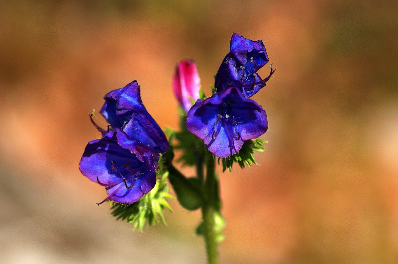 Flores de Março