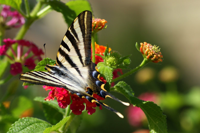 Borboleta Zebra