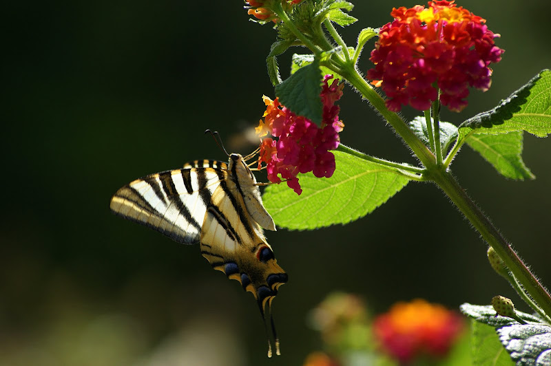 Borboleta Zebra