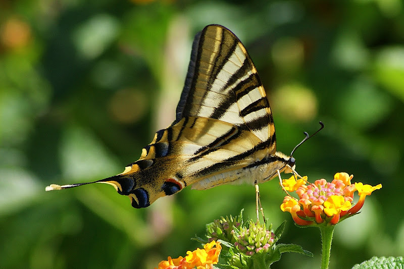 Borboleta Zebra