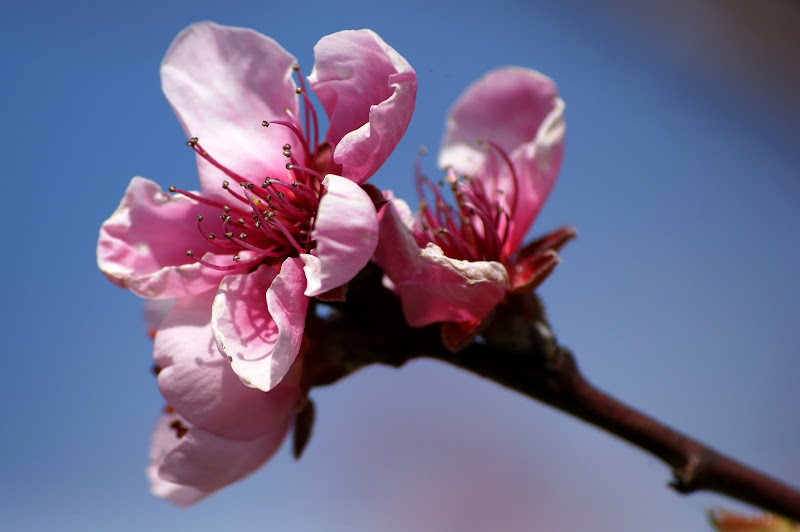 Flor de pessegueiro
