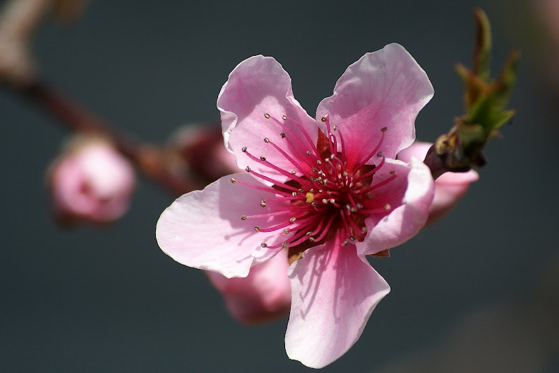 Flor de Pessegueiro