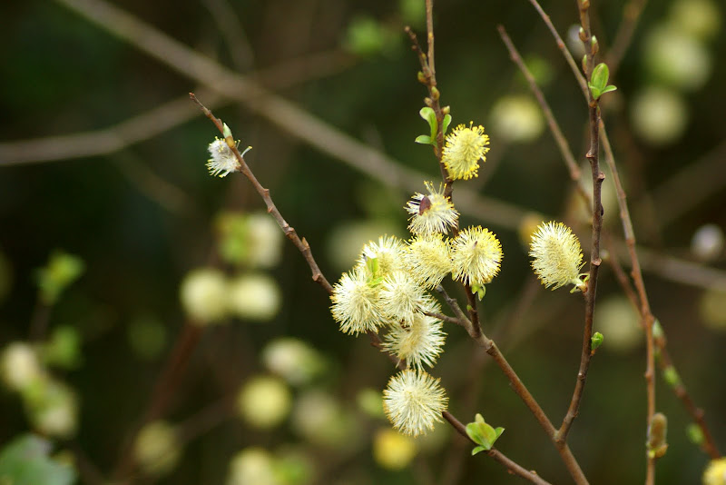 Renascer da natureza