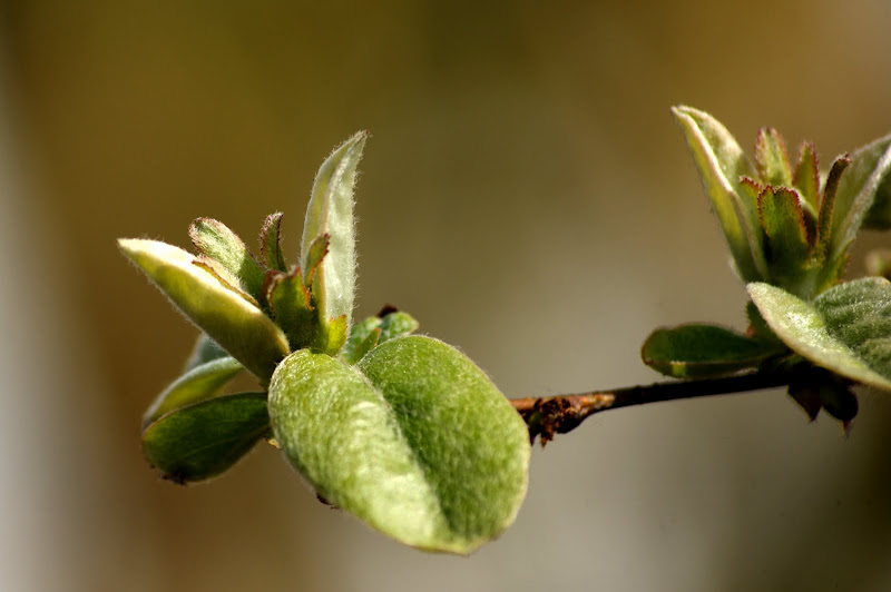O renascer do marmeleiro