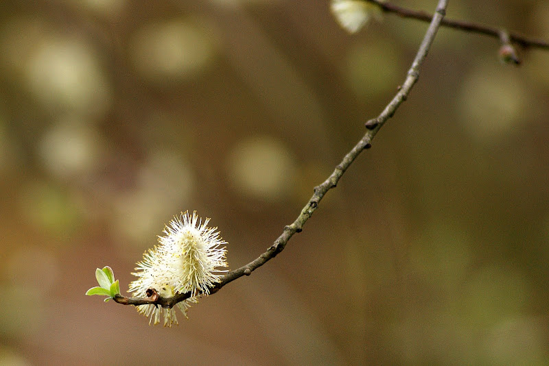 O renascer da natureza