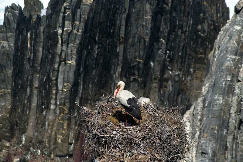 Cegonha no Cabo Sardão