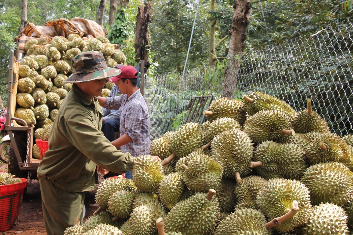Đẩy mạnh xúc tiến thương mại cho trái sầu riêng Việt Nam