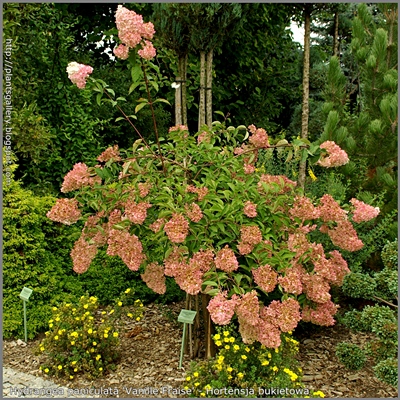 Hydrangea paniculata 'Vanille Fraise' - Hortensja bukietowa