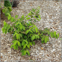 Viburnum plicatum 'Cascade' - Kalina japońska 'Cascade'