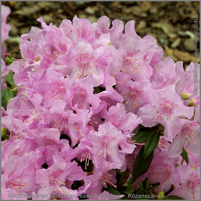 Rhododendron keleticum 'Robert Seleger' - Różanecznik 'Robert Seleger'