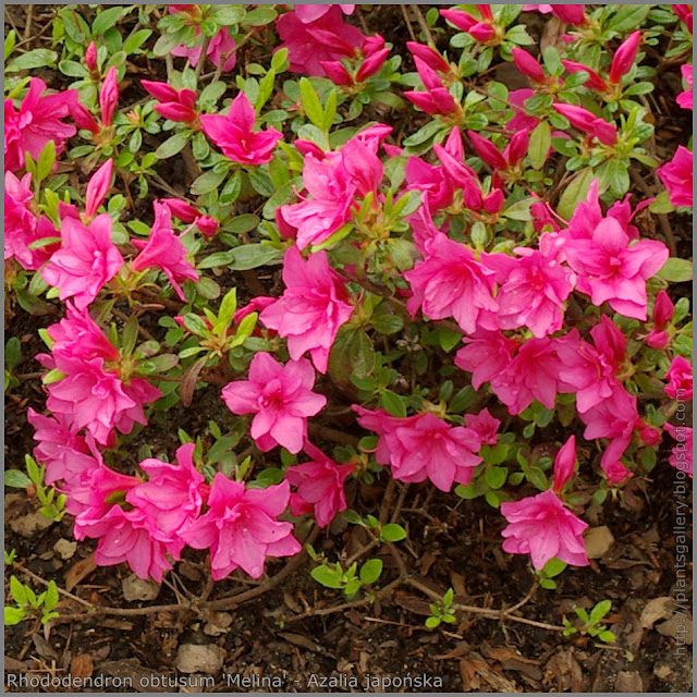 Rhododendron obtusum 'Melina' - Azalia japońska 'Melina' 