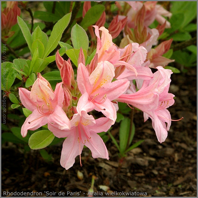 Rhododendron 'Soir de Paris' - Azalia wielkokwiatowa 'Soir de Paris' 