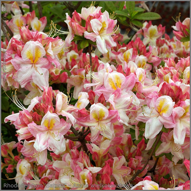 Rhododendron  'Satomi' - Azalia wielkokwiatowa 'Satomi'