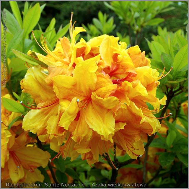 Rhododendron 'Sunte Nectarine' - Azalia wielkokwiatowa 'Sunte Nectarine'