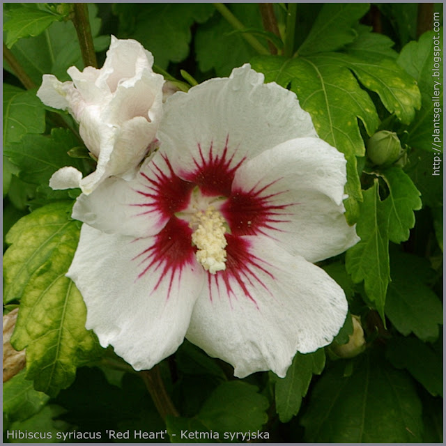Hibiscus syriacus 'Red Heart' - Ketmia syryjska 'Red Heart'