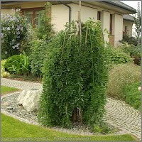 Sophora japonica 'Pendula' - Perełkowiec japoński 'Pendula'