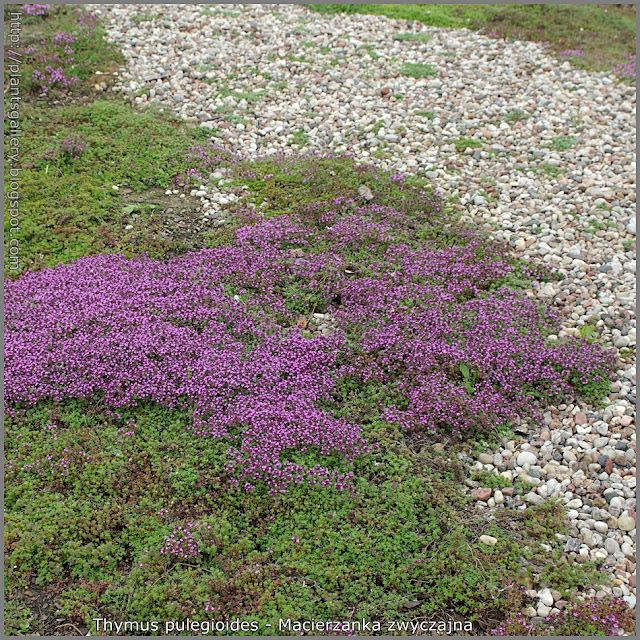 Thymus pulegioides - Macierzanka zwyczajna