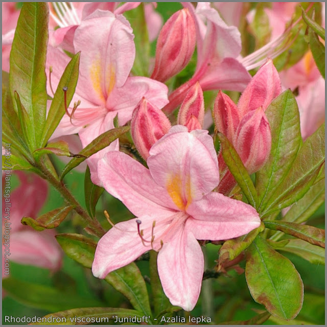 Rhododendron viscosum 'Juniduft' - Azalia lepka  'Juniduft' 