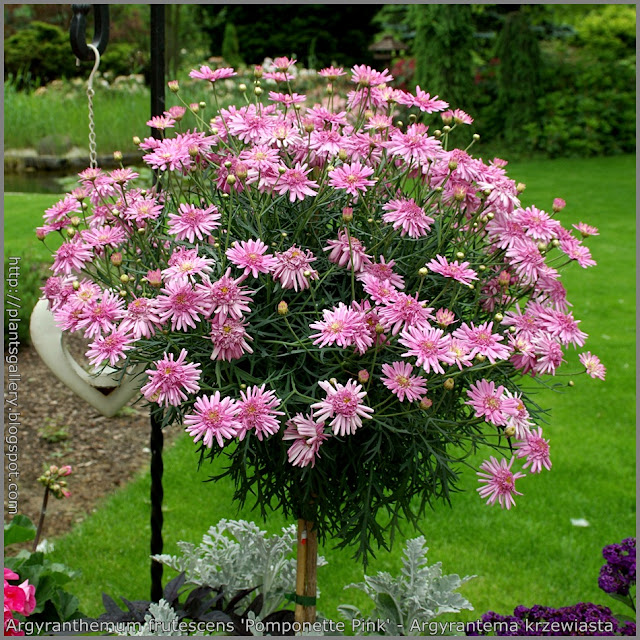 Argyranthemum frutescens 'Pomponette Pink' - Argyrantema krzewiasta 'Pomponette Pink' 