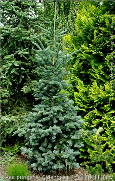 Picea pungens 'Oldenburg' - Świerk kłujący